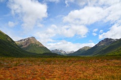 A peat bog in Tierra del Fuego